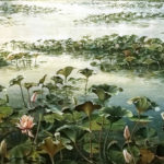 Lotus Pond